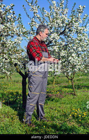 Landwirt analysiert Blume Cherry Orchard und mit einem Tablettgerät. Stockfoto