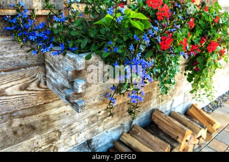 Hübsche blaue Scaevola Aemula (Fan-Feenblume oder gemeinsame Fan-Blume) und nachfolgende rote Geranien in hölzernen Blumenkasten Stockfoto