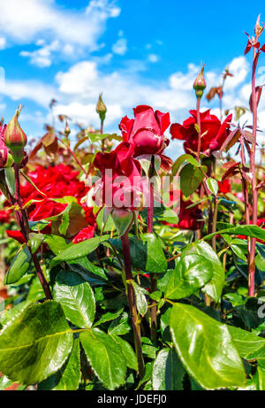 Hohen purpurrot edle Rosen mit Knospen in einem Rosengarten Stockfoto