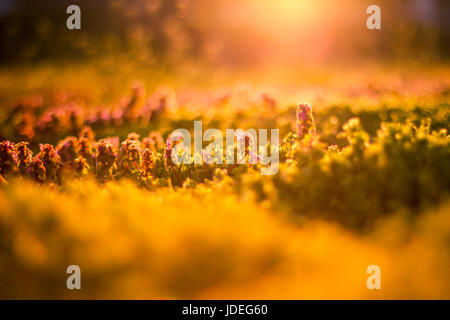 Blühende grüne Wald auf Sonnenuntergang, Frühling Natur Hintergrund. Stockfoto
