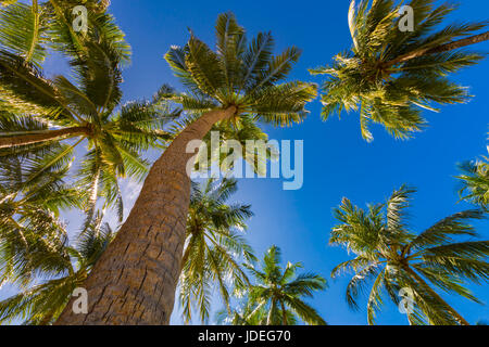 Schöne Palmen auf den landschaftlichen Hintergrund. Vintage Palm Bäume Vintage klare Sommerhimmel. Tropischer Strand Palmen Entspannung Zen in Stockfoto