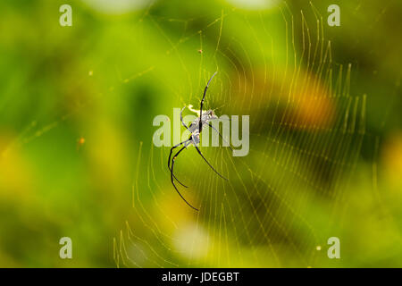 Nephila Maculata Pilipes Spinne gesehen in laos Stockfoto