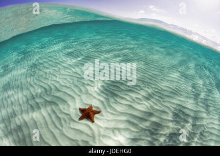 Rote Kissen Seestern in Lagune, Oreaster Reticulatus, Turneffe Atoll, Karibik, Belize Stockfoto