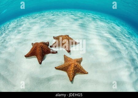 Rote Kissen Seestern in Lagune, Oreaster Reticulatus, Turneffe Atoll, Karibik, Belize Stockfoto