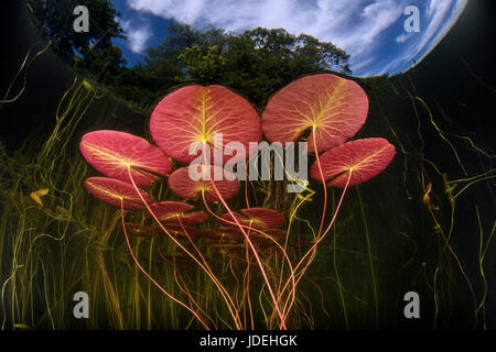 Seerosenteich, Nymphaea, Massachusetts, Cape Cod, USA Stockfoto