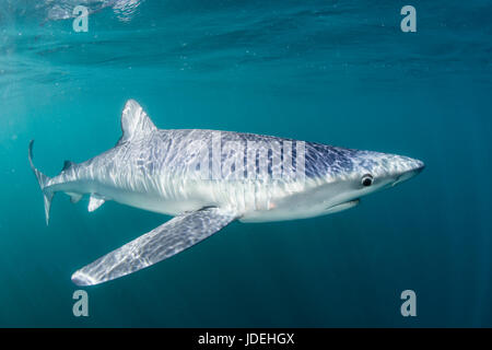 Blauhai, Prionace Glauca, Massachusetts, Cape Cod, USA Stockfoto