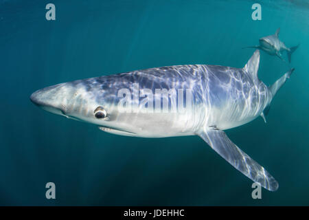 Blauhai, Prionace Glauca, Massachusetts, Cape Cod, USA Stockfoto