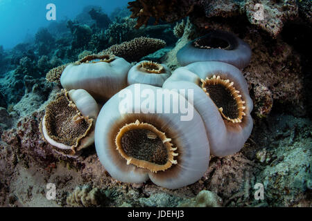 Riesige Elefanten Ohr Anemone, Amplexidiscus Fenestrafer, Süd-Pazifik, Fidschi Stockfoto