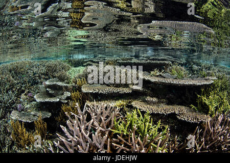 Verschiedenen Korallen wachsen auf Riffdach, Acropora, Komodo National Park, Indonesien Stockfoto