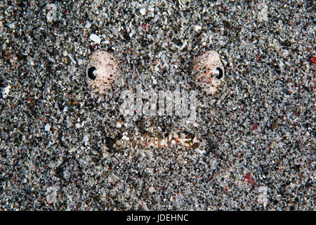 Whitemargin Stargazer, Uranoscopus Sulphureus, Komodo National Park, Indonesien Stockfoto