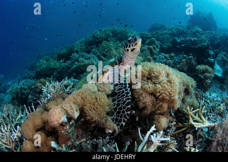Sea Hawksbill Turtle, Eretmochelys Imbricata, Raja Ampat, West Papua, Indonesien Stockfoto