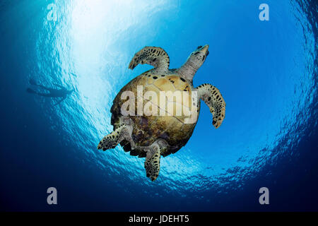 Sea Hawksbill Turtle, Eretmochelys Imbricata, Raja Ampat, West Papua, Indonesien Stockfoto