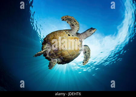 Sea Hawksbill Turtle, Eretmochelys Imbricata, Raja Ampat, West Papua, Indonesien Stockfoto
