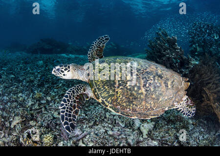 Sea Hawksbill Turtle, Eretmochelys Imbricata, Raja Ampat, West Papua, Indonesien Stockfoto