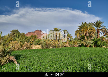 Berglandschaft des Jbel Kissane mit Palmen in der Nähe von Agdz, Draa-Tal, Marokko, Afrika Stockfoto