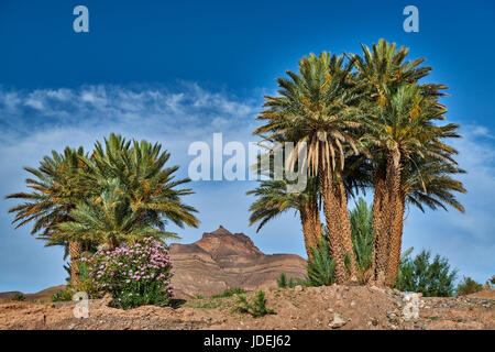 Berglandschaft des Jbel Kissane mit Palmen in der Nähe von Agdz, Draa-Tal, Marokko, Afrika Stockfoto