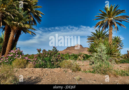 Berglandschaft des Jbel Kissane mit Palmen in der Nähe von Agdz, Draa-Tal, Marokko, Afrika Stockfoto