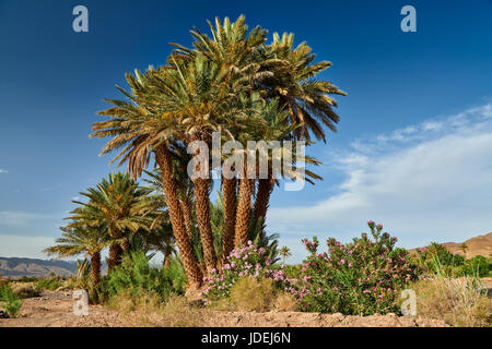 Palmenhaine in der Nähe von Agdz, Marokko, Afrika Stockfoto