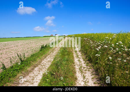 eine kreidige weiß Farm verfolgen neben einer Erbse-Feld und Wildblumen bergauf in die Yorkshire Wolds unter blauem Himmel im Sommer Stockfoto