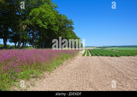 ein Streifen von roten Campion Wildblumen neben Bäumen und eine Kartoffel Ernte auf kalkhaltigen Böden in die Yorkshire Wolds im Sommer unter blauem Himmel Stockfoto