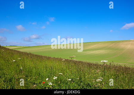 eine Hanglage Erbse Ernte mit Wildblumen im Vordergrund in den sanften Hügeln der Yorkshire Wolds unter blauem Himmel im Sommer Stockfoto