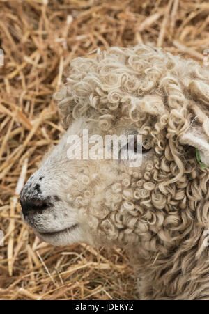 Ovis Aries. Cotswold Schafe auf die 2017 Royal drei Grafschaften Show. Malvern, Worcestershire, UK Stockfoto