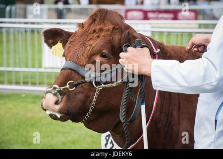 Bos taurus. Devon-Kuh auf einer Landwirtschaftsmesse. VEREINIGTES KÖNIGREICH Stockfoto