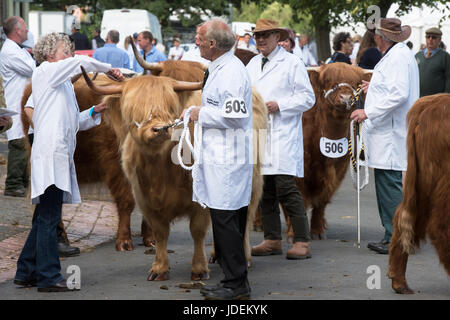 BOS Taurus. Highland Kühe auf die 2017 Royal drei Grafschaften Show. Malvern, Worcestershire, UK Stockfoto