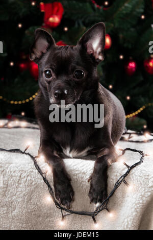 Schwarze Chihuahua mit Weihnachtsgirlande Stockfoto