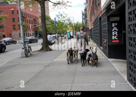 Mann zu Fuß ein Rudel Hunde auf der Straße Greenwich Village New York City Vereinigte Staaten Stockfoto