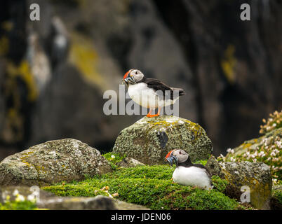 In der Nähe von zwei papageientaucher, Fratercula arctica, mit Sandaalen in ihren Schnäbeln, auf Klippe auf der Insel kann in Erhabene, Schottland, Großbritannien Stockfoto