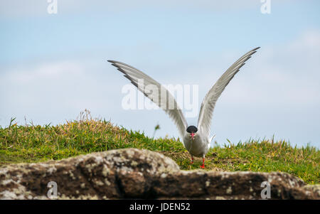 Küstenseeschwalbe, Sterna Paradisaea, schlagenden Flügeln, Insel, Erhabene, Schottland, Großbritannien Stockfoto