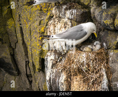 Nahaufnahme von Nesting Dreizehenmöwe, Rissa tridactyla, mit zwei Küken und Ei auf steilen Felsen, Insel, Erhabene, Schottland, Großbritannien Stockfoto