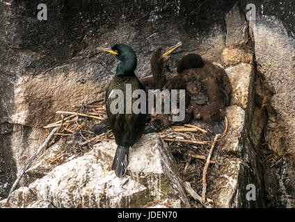 Nahaufnahme von europäischem Shag und zwei Küken, Phalacrocorax aristotelis, im Nest auf einem Felsvorsprung, Isle of May, Schottland, Großbritannien Stockfoto