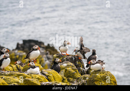 Nahaufnahme von einer Gruppe von Atlantic Papageientaucher, Fratercula arctica auf der Insel, Erhabene, Schottland, Großbritannien Stockfoto