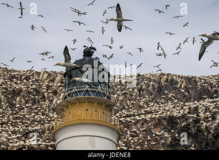 Northern Gannets, Morus bassanus, Nisting and Flying Around Bass Rock Lighthouse, Firth of Forth, Schottland, Großbritannien Stockfoto