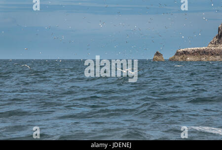 Nördliche Tölpel, Morus bassanus, fliegend über dem Wasser, Bass Rock, Firth of Forth, Schottland, Großbritannien Stockfoto