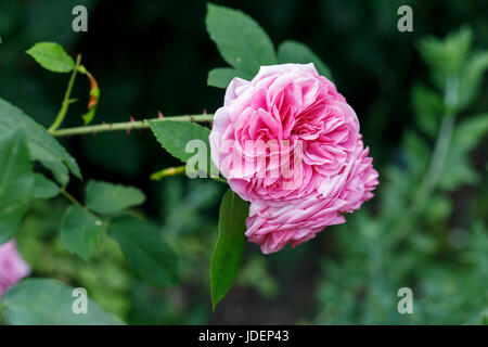 Schön, reiche rosa Rosetten von David Austin rose Gertrude Jekyll (Ausbord) blüht im Frühsommer in einem Garten im Südosten England, UK Stockfoto