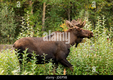 Closeup erwachsenen männlichen Elch stöbern in Wildnis Stockfoto