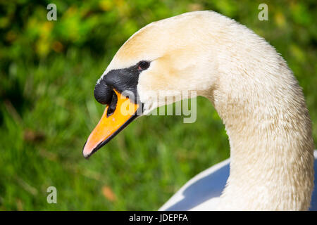 Höckerschwan Kopf Nahaufnahme Stockfoto