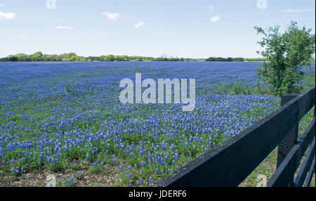 Feld in Zentral-Texas mit einem Meer Bluebonnets gefüllt. Stockfoto