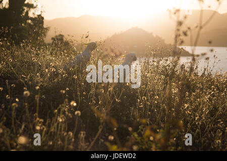 Cacadoo im Abendlicht in Australien Stockfoto