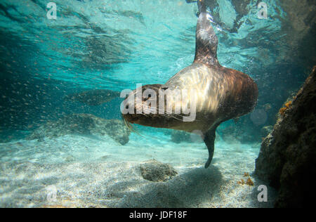 Sea Lion Unterwasser Insel San Cristobal Stockfoto