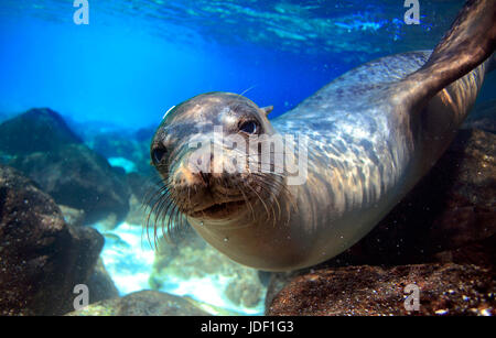 Seelöwen schwimmen unter Wasser in Gezeiten-Lagune auf den Galapagos Inseln Stockfoto