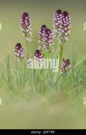 Verbrannt-Tip Orchidee (Neotinea Ustulata), Biosphere Reserve Schwäbische Alb, Baden-Württemberg, Deutschland Stockfoto