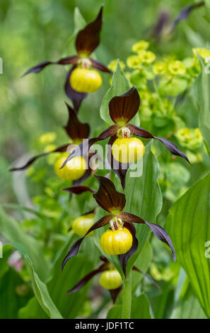 Gelbe Frauenschuh Orchidee (Cypripedium Calceolus), Biosphere Reserve Schwäbische Alb, Baden-Württemberg, Deutschland Stockfoto