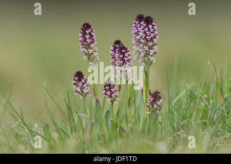 Verbrannt-Tip Orchidee (Neotinea Ustulata), Biosphere Reserve Schwäbische Alb, Baden-Württemberg, Deutschland Stockfoto