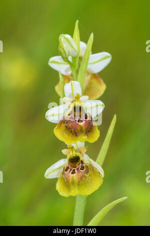 Späten Spider Orchid (Ophrys Holoserica), gelbe Morph, Lechauen, Bayern, Deutschland Stockfoto