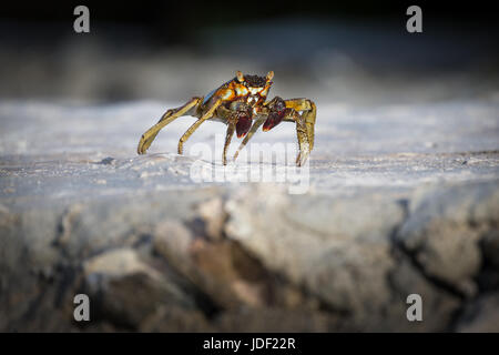 Shore Crab (Grapsus Albolineatus) auf Felsen, Gangehi Island, Ari Atoll, Indischer Ozean, Malediven Stockfoto