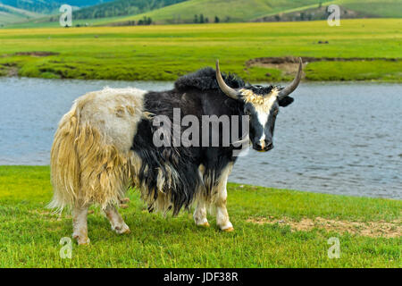 Yak (Bos Mutus) stehen am Fluss Orchon-Tal, Khangai Nuruu National Park, Archangai Aimag, Mongolei Stockfoto